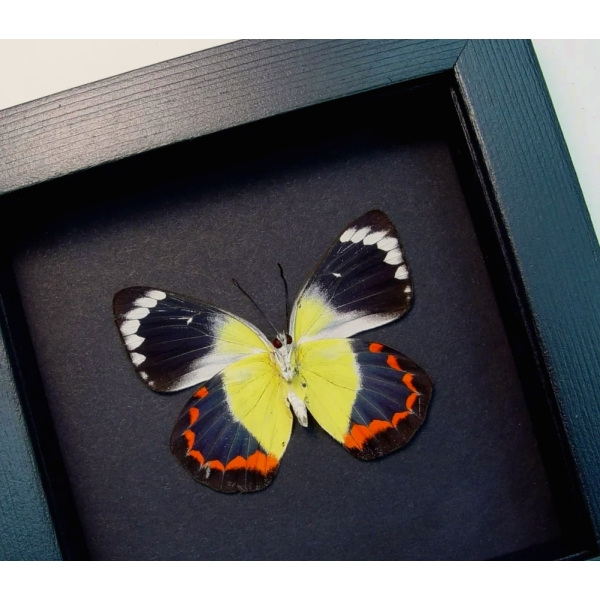 Delias timorensis moaensis verso Butterfly Real Framed Taxidermy Moonlight Display
