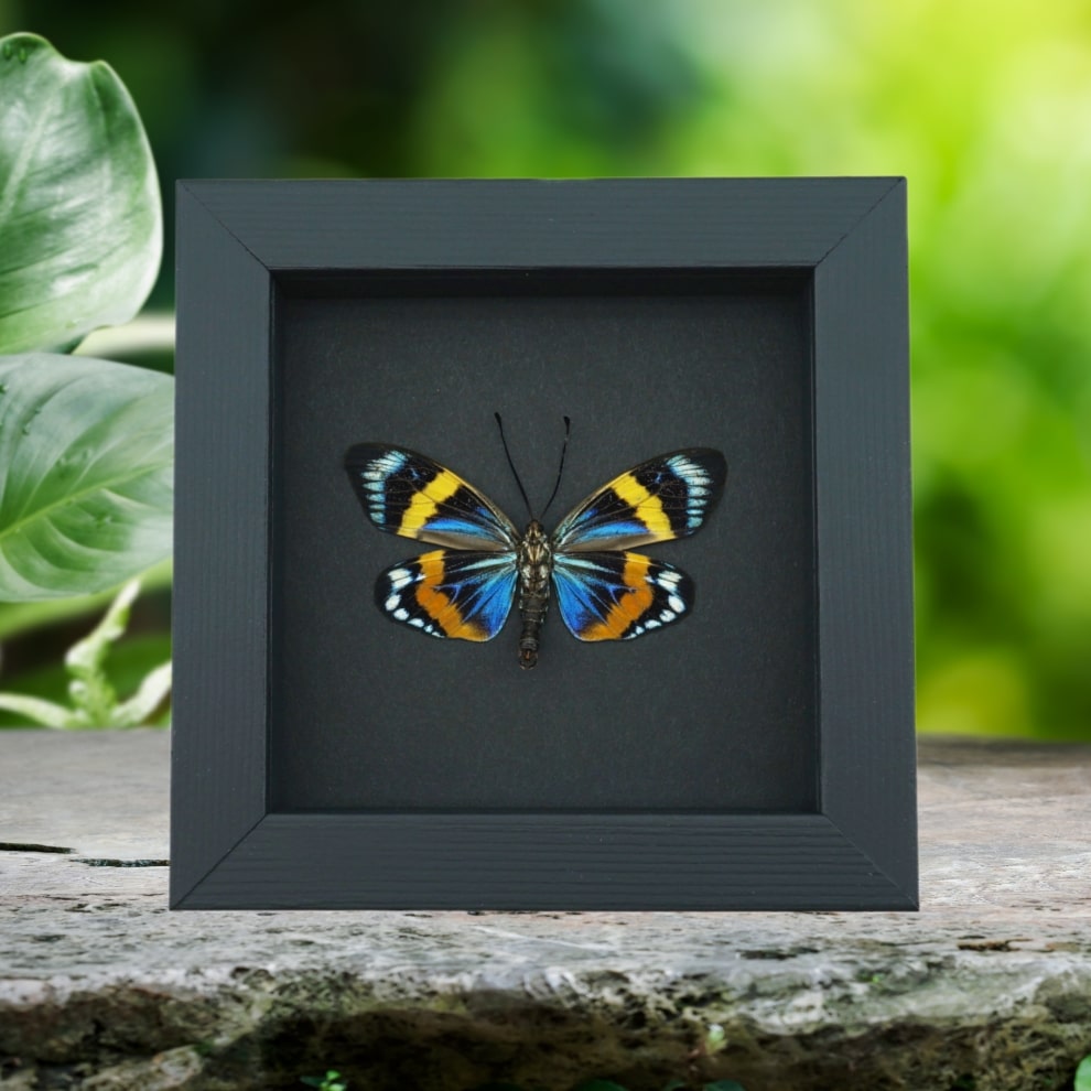Eterusia repleta male verso Framed Day Flying Moth Taxidermy Moonlight Display