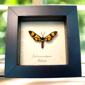 Wasp Mimic Moth Euchromia polymena Framed Insect Display