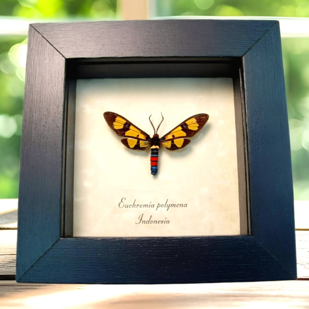 Wasp Mimic Moth Euchromia polymena Framed Insect Display