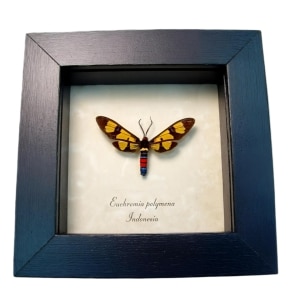 Wasp Mimic Moth Euchromia polymena Framed Insect Display