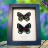 Eumaeus childrenae Set Green Blue Glittery Butterflies Framed Taxidermy Display