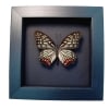 Real Framed Pink Butterfly Hestina assimilis Taxidermy Moonlight Display