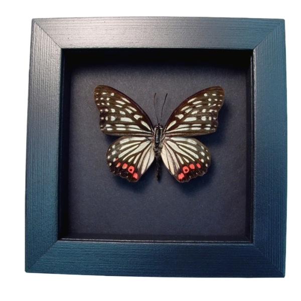 Real Framed Pink Butterfly Hestina assimilis Taxidermy Moonlight Display