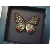 Real Framed Pink Butterfly Hestina assimilis Taxidermy Moonlight Display