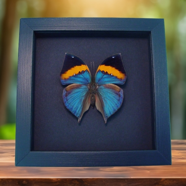 Purple Leaf Mimic Butterfly Kallima paralekta Framed Taxidermy Moonlight Display