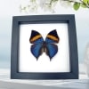 Kallima paralekta Malayan Leafwing Purple Leaf Mimic Butterfly Classic Black Display