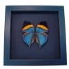Purple Leaf Mimic Butterfly Kallima paralekta Framed Taxidermy Moonlight Display