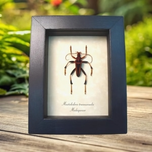Creepy Red Devil Madagascar Beetle Mastododera transversalis Framed Taxidermy Display