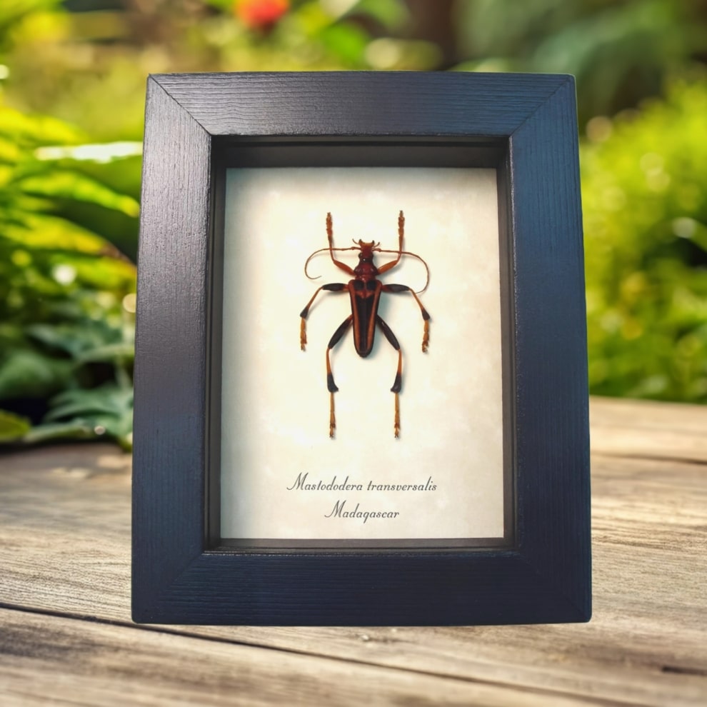 Creepy Red Devil Madagascar Beetle Mastododera transversalis Framed Taxidermy Display