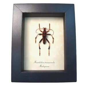 Creepy Red Devil Madagascar Beetle Mastododera transversalis Framed Taxidermy Display
