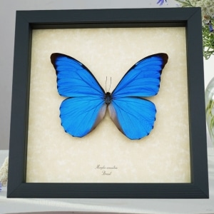 Rare Giant Blue Morpho Butterfly Real Framed Morpho anaxibia