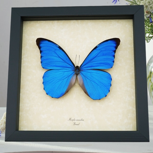 Rare Giant Blue Morpho Butterfly Real Framed Morpho anaxibia