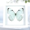 Mint Morpho Butterfly Framed Morpho catenarius Vibrant White Display