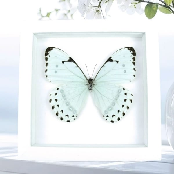 Mint Morpho Butterfly Framed Morpho catenarius Vibrant White Display