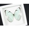 Mint Morpho Butterfly Framed Morpho catenarius Vibrant White Display