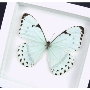 Mint Morpho Butterfly Framed Morpho catenarius Vibrant White Display