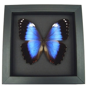 Violet Butterfly Morpho helenor violaceus Framed Taxidermy Moonlight Display
