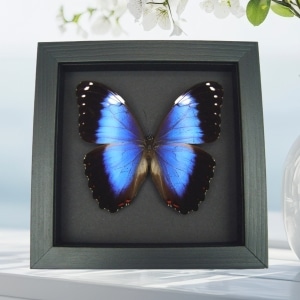 Violet Butterfly Morpho helenor violaceus Framed Taxidermy Moonlight Display