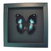 Real Framed Butterfly Blue Moonset Hookwing Napeocles jucunda Taxidermy Display