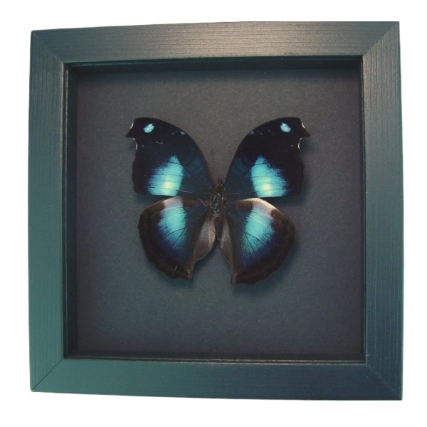 Real Framed Butterfly Blue Moonset Hookwing Napeocles jucunda Taxidermy Display