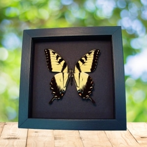 Papilio Glaucus Tiger Swallowtail Butterfly Taxidermy Framed Moonlight Display