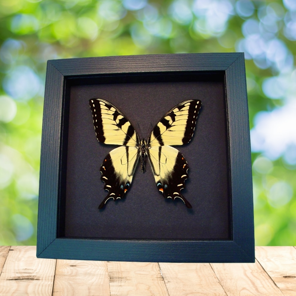 papilio glaucus moonlight display