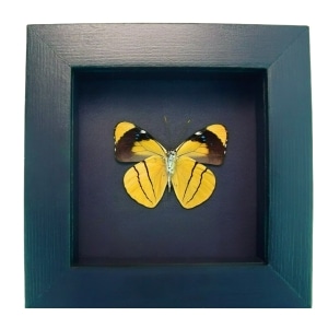 Orange Black Framed Perisama xanthica Verso Framed Taxidermy Moonlight Display