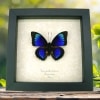 Rare Electric Blue Green Hybrid Butterfly Framed Taxidermy Display