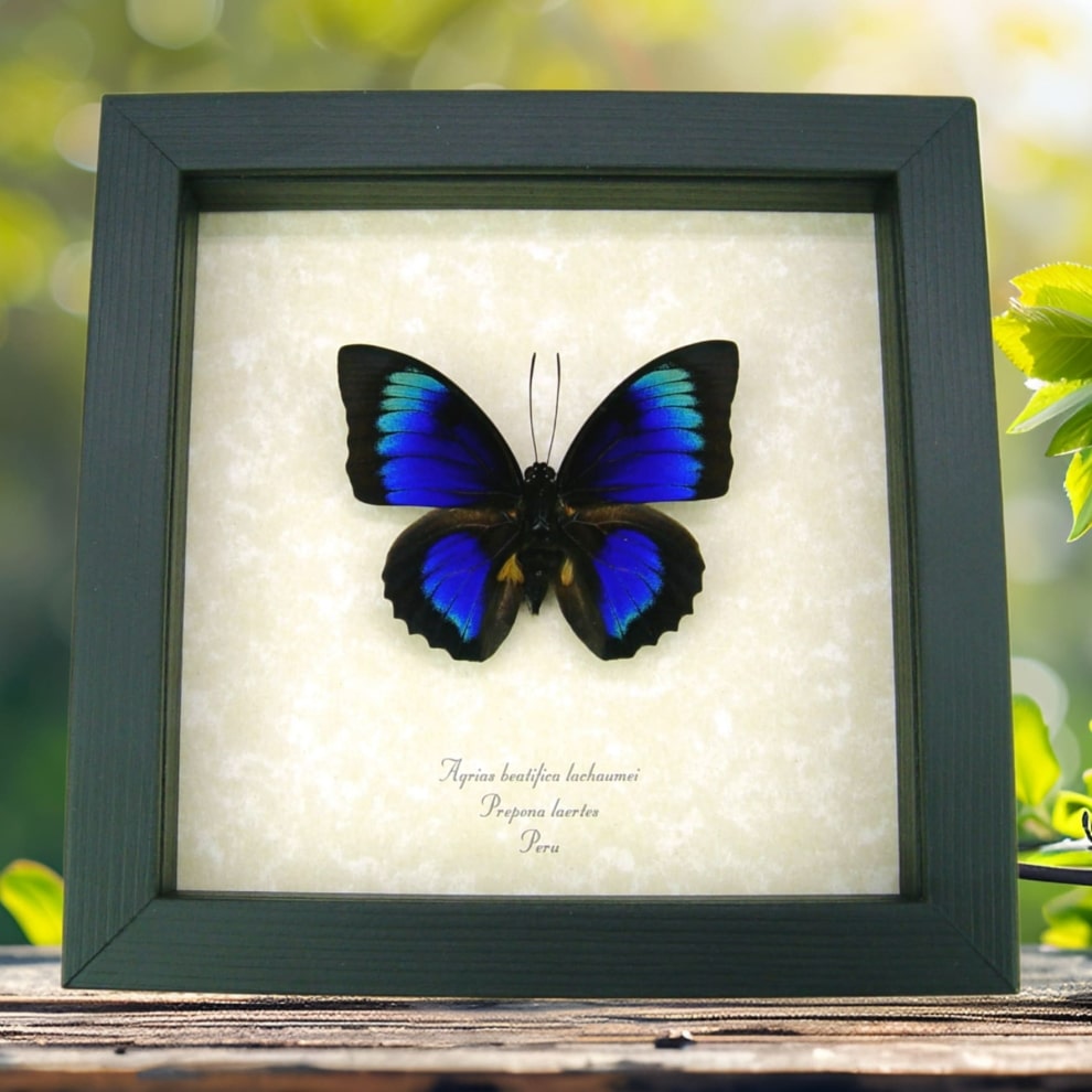 Rare Electric Blue Green Hybrid Butterfly Framed Taxidermy Display