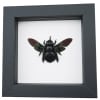 Xylocopa latipes Female Rainbow Bee Real Framed Taxidermy Classic Black Display