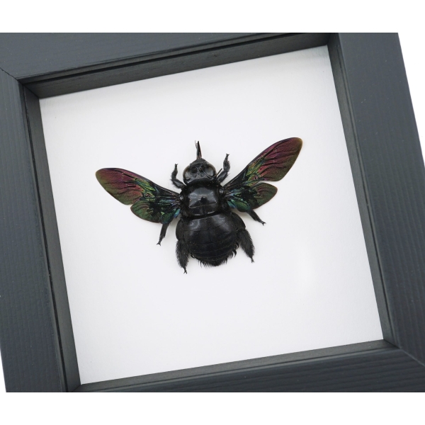 Xylocopa latipes Female Rainbow Bee Real Framed Taxidermy Classic Black Display