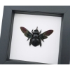 Xylocopa latipes Female Rainbow Bee Real Framed Taxidermy Classic Black Display