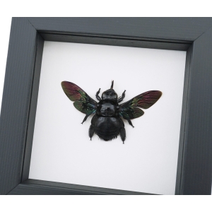 Xylocopa latipes Female Rainbow Bee Real Framed Taxidermy Classic Black Display