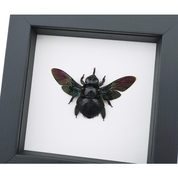 Xylocopa latipes Female Rainbow Bee Real Framed Taxidermy Classic Black Display