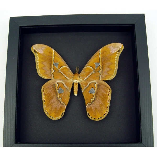 Rare Framed Rothschildia Moth Framed Taxidermy Moonlight Display
