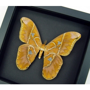 Rare Framed Rothschildia Moth Framed Taxidermy Moonlight Display