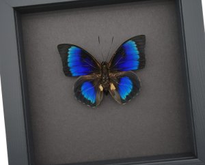 Rare Electric Blue Hybrid Butterfly Agrias beatifica lachaumei Prepona laertes Framed Moonlight Display