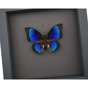 Rare Electric Blue Hybrid Butterfly Agrias beatifica lachaumei Prepona laertes Framed Moonlight Display