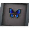 Rare Electric Blue Hybrid Butterfly Agrias beatifica lachaumei Prepona laertes Framed Moonlight Display