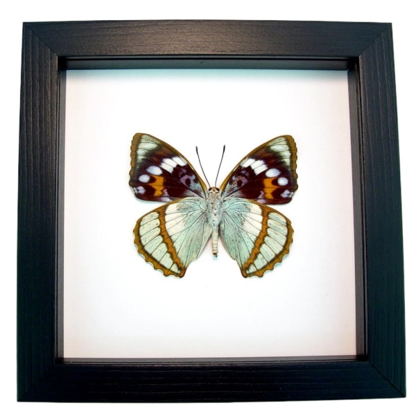 Apatura Mimathyma schrenckii Framed Aqua Blue Butterfly Classic Black Display