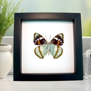 Apatura Mimathyma schrenckii Framed Aqua Blue Butterfly Classic Black Display