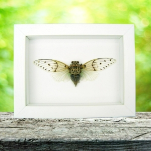 Framed Ghost Cicada Ayuthia spectabilis Taxidermy Insect Vibrant White Display
