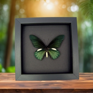 Battus belus Male Butterfly Metallic Green Moonlight Display Framed Taxidermy