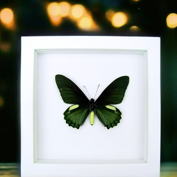 Battus belus Male Butterfly Metallic Green Vibrant White Display Framed Taxidermy