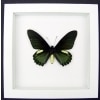 Battus belus Male Butterfly Metallic Green Vibrant White Display Framed Taxidermy