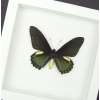 Battus belus Male Butterfly Metallic Green Vibrant White Display Framed Taxidermy