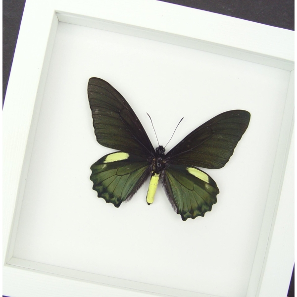 Battus belus Male Butterfly Metallic Green Vibrant White Display Framed Taxidermy