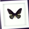 Battus belus Male Butterfly Metallic Green Vibrant White Display Framed Taxidermy