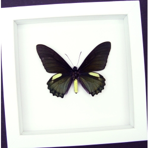 Battus belus Male Butterfly Metallic Green Vibrant White Display Framed Taxidermy